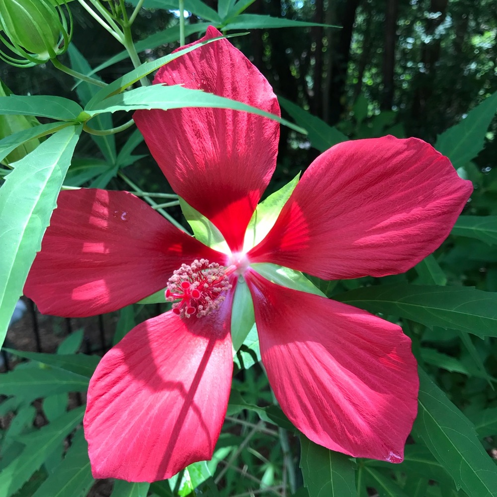 Meet your Posher, Rajani